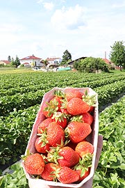 In der Erdbeerzeit gibt es hier unbehandelte Erdbeeren (©Foto: Martin Schmitz)